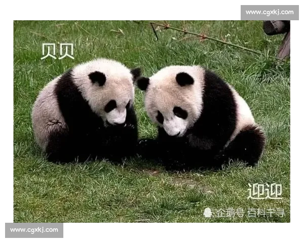 墨西哥为 35 岁大熊猫 “欣欣” 庆生 海外最长寿 “友谊大使” 迎百岁华诞 墨西哥为 35 岁大熊猫 “欣欣” 庆生 海外最长寿 “友谊大使” 迎百岁华诞