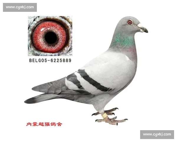 千里归途:信鸽与鸽友的坚守 千里归途:信鸽与鸽友的坚守